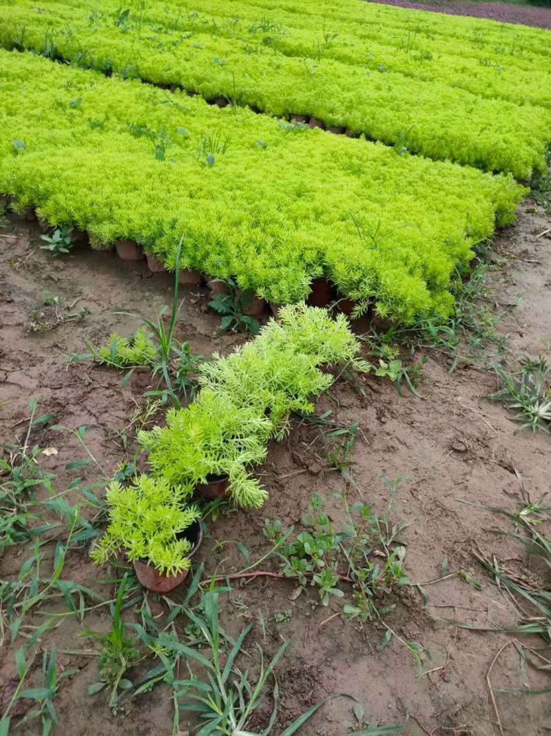 山东青州佛甲草，基地供应，保证质量，量大从优，欢迎选购