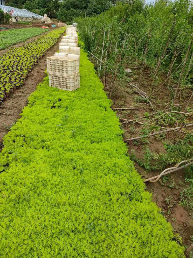 山东青州佛甲草，基地供应，保证质量，量大从优，欢迎选购