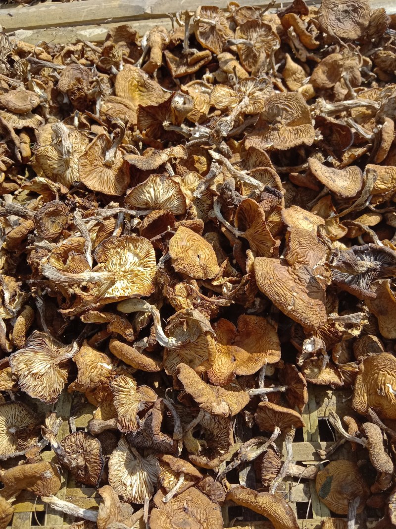 2025野生烘干榛蘑自然干榛蘑产地直供价格合理