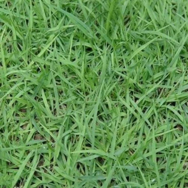 结缕草种子日本结缕草中华结缕草细叶优质高档草坪种子