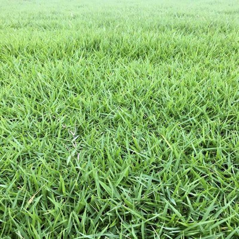 结缕草种子日本结缕草中华结缕草细叶优质高档草坪种子