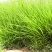 紫羊茅种子工程绿化草坪种子护坡固土草籽庭院矮生高羊茅草种