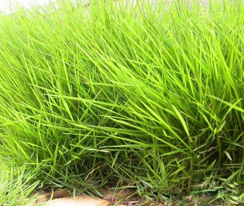 紫羊茅种子工程绿化草坪种子护坡固土草籽庭院矮生高羊茅草种