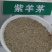 紫羊茅种子工程绿化草坪种子护坡固土草籽庭院矮生高羊茅草种