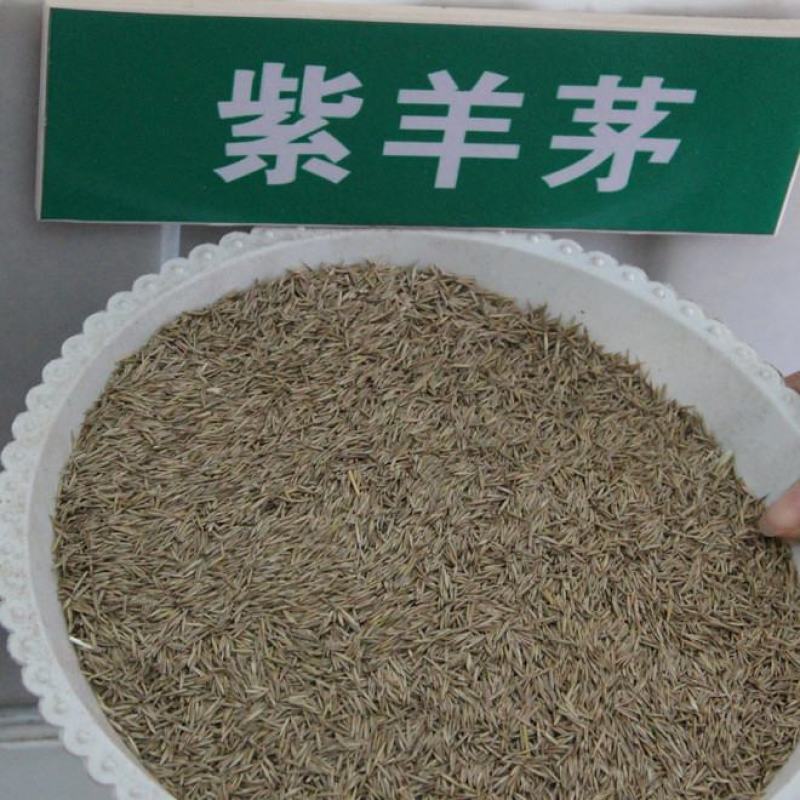 紫羊茅种子工程绿化草坪种子护坡固土草籽庭院矮生高羊茅草种