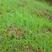 紫羊茅种子工程绿化草坪种子护坡固土草籽庭院矮生高羊茅草种