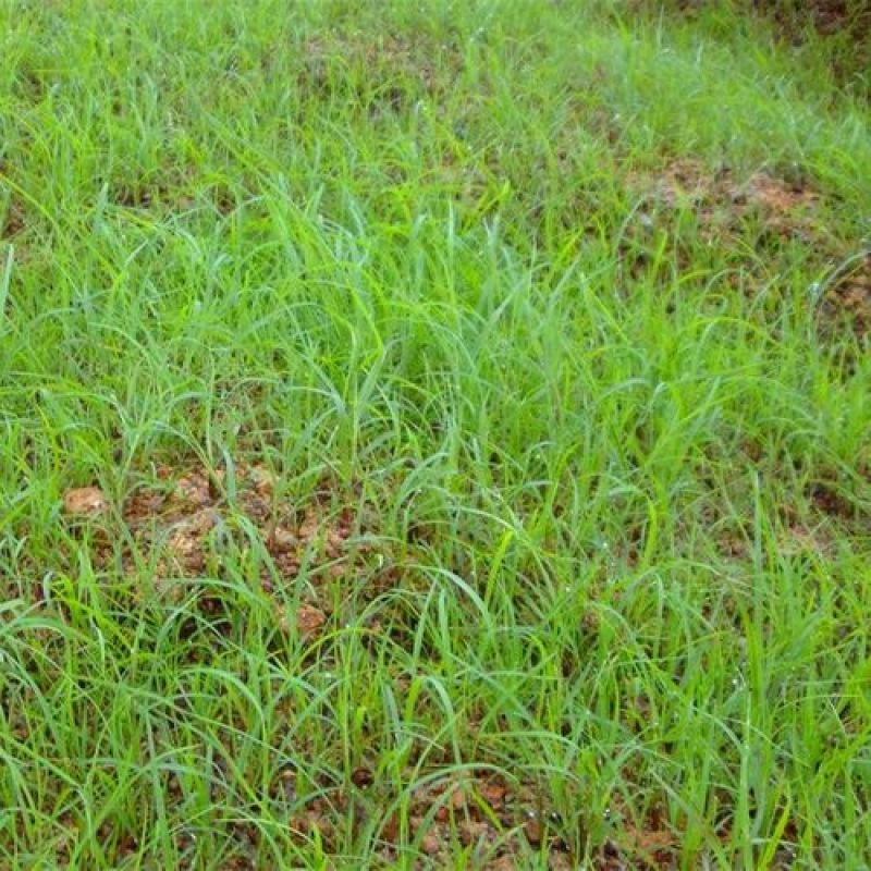 紫羊茅种子工程绿化草坪种子护坡固土草籽庭院矮生高羊茅草种
