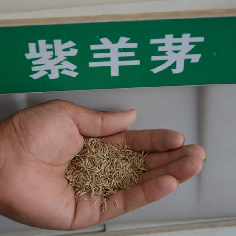 紫羊茅种子工程绿化草坪种子护坡固土草籽庭院矮生高羊茅草种