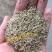 紫羊茅种子工程绿化草坪种子护坡固土草籽庭院矮生高羊茅草种
