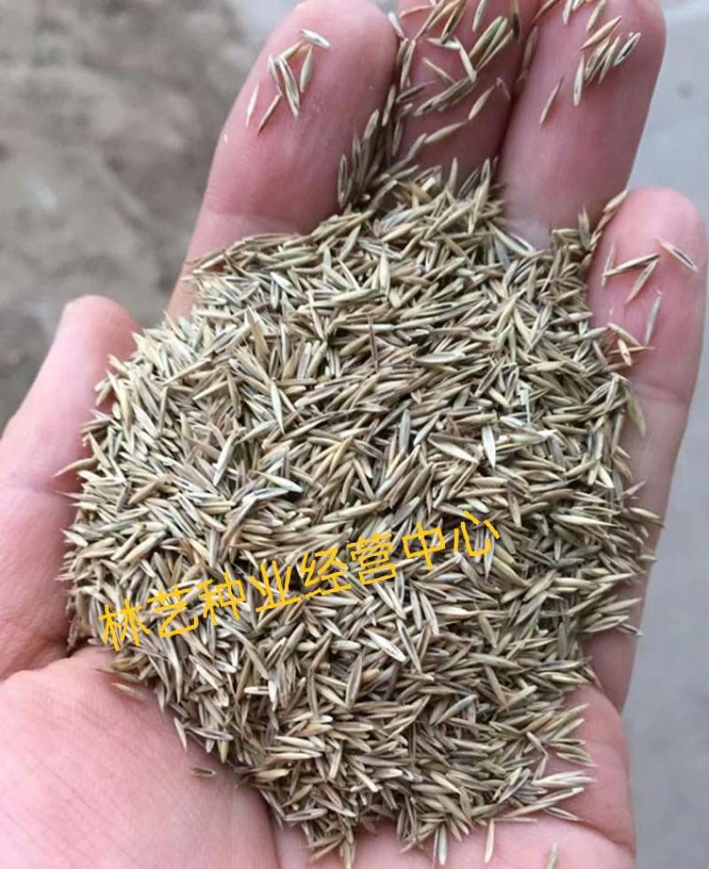 紫羊茅种子工程绿化草坪种子护坡固土草籽庭院矮生高羊茅草种