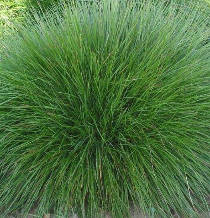 紫羊茅种子工程绿化草坪种子护坡固土草籽庭院矮生高羊茅草种