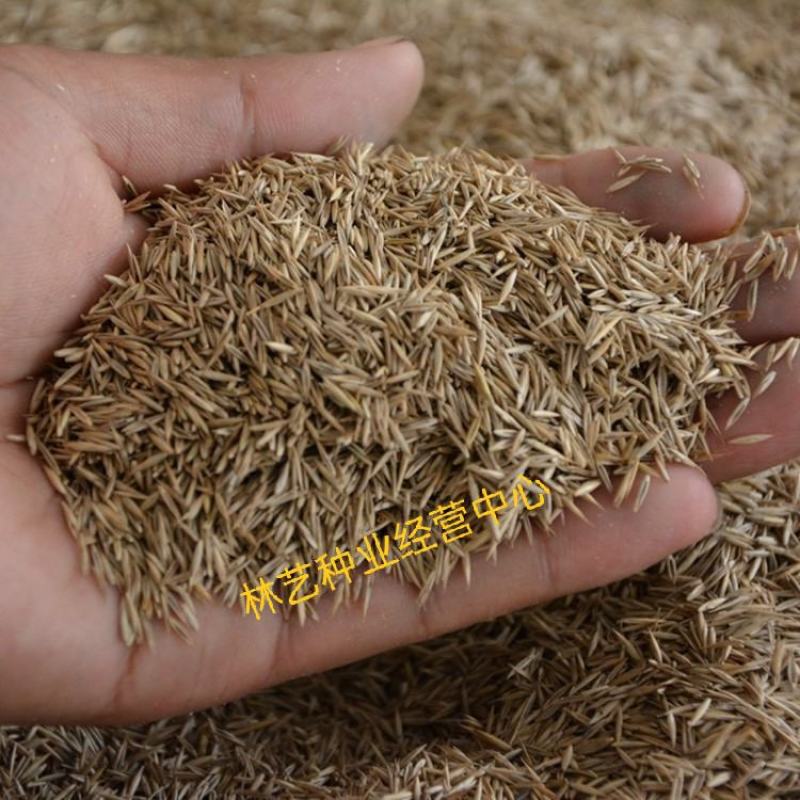 紫羊茅种子工程绿化草坪种子护坡固土草籽庭院矮生高羊茅草种