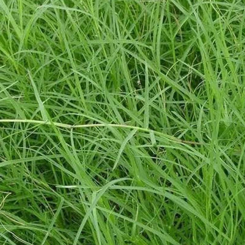 紫羊茅种子工程绿化草坪种子护坡固土草籽庭院矮生高羊茅草种