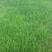紫羊茅种子工程绿化草坪种子护坡固土草籽庭院矮生高羊茅草种