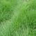 紫羊茅种子工程绿化草坪种子护坡固土草籽庭院矮生高羊茅草种