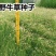 野牛草种子野牛草籽草坪草种籽绿化四季多年生宿根草种子