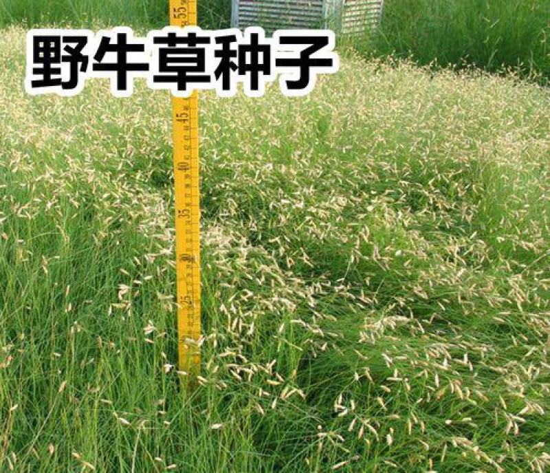 野牛草种子野牛草籽草坪草种籽绿化四季多年生宿根草种子