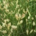 野牛草种子野牛草籽草坪草种籽绿化四季多年生宿根草种子