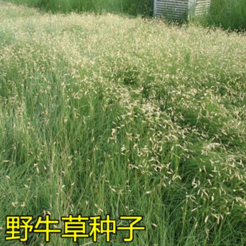 野牛草种子野牛草籽草坪草种籽绿化四季多年生宿根草种子