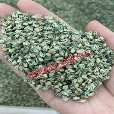 野牛草种子野牛草籽草坪草种籽绿化四季多年生宿根草种子