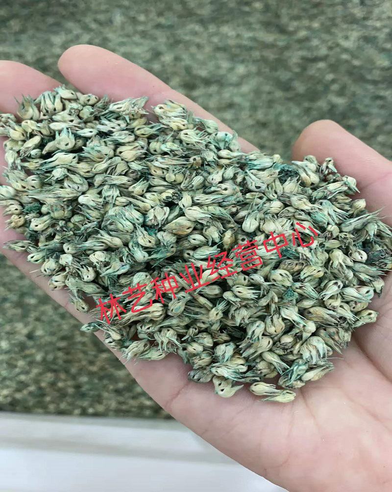 野牛草种子野牛草籽草坪草种籽绿化四季多年生宿根草种子