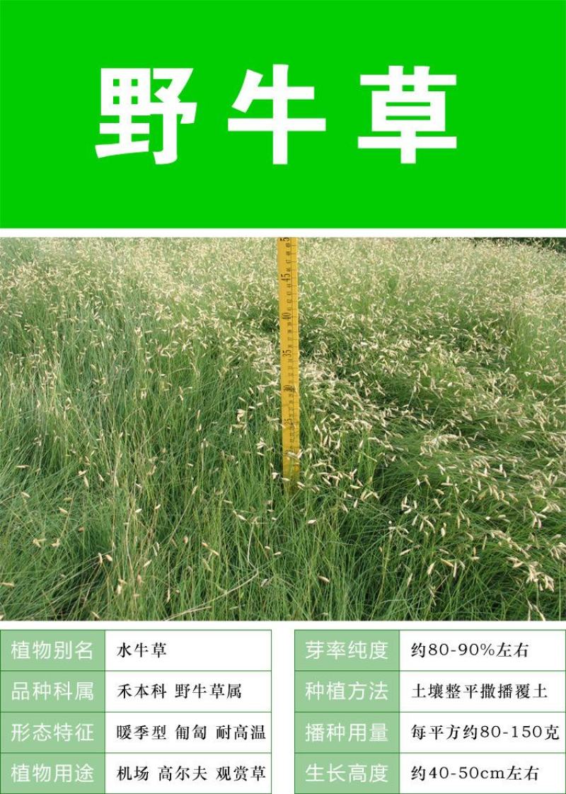 野牛草种子野牛草籽草坪草种籽绿化四季多年生宿根草种子