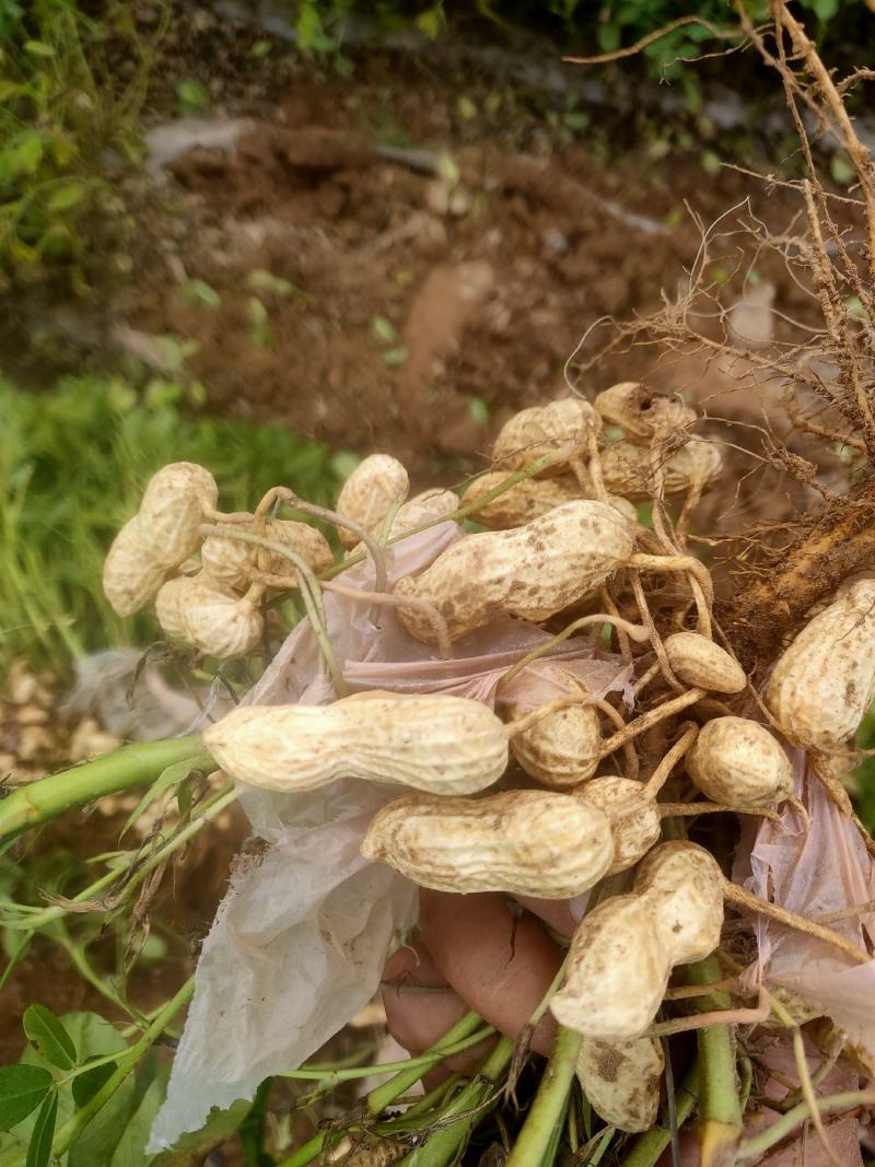 衡水饶阳纯沙土地【鲜花生】大量供应！欢迎定购