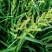 进口百喜草种籽畜禽牛羊鱼兔牧草绿化草坪护坡