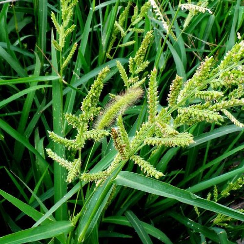 进口百喜草种籽畜禽牛羊鱼兔牧草绿化草坪护坡