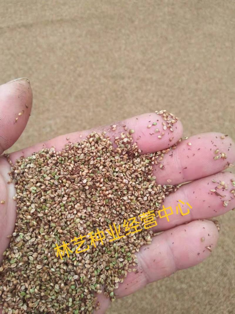 进口百喜草种籽畜禽牛羊鱼兔牧草绿化草坪护坡