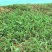 进口百喜草种籽畜禽牛羊鱼兔牧草绿化草坪护坡