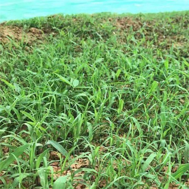 进口百喜草种籽畜禽牛羊鱼兔牧草绿化草坪护坡