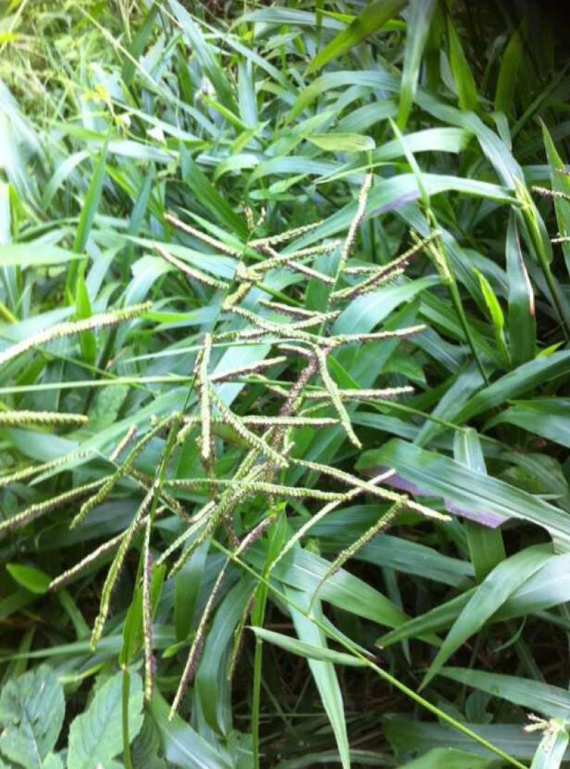 进口百喜草种籽畜禽牛羊鱼兔牧草绿化草坪护坡