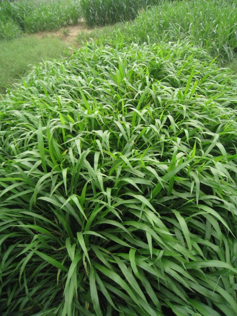 进口百喜草种籽畜禽牛羊鱼兔牧草绿化草坪护坡