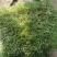早熟禾种子草坪种子四季青草种庭院绿化草皮草籽低矮耐踏型