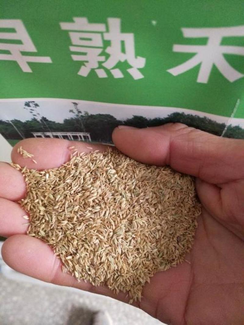 早熟禾种子草坪种子四季青草种庭院绿化草皮草籽低矮耐踏型
