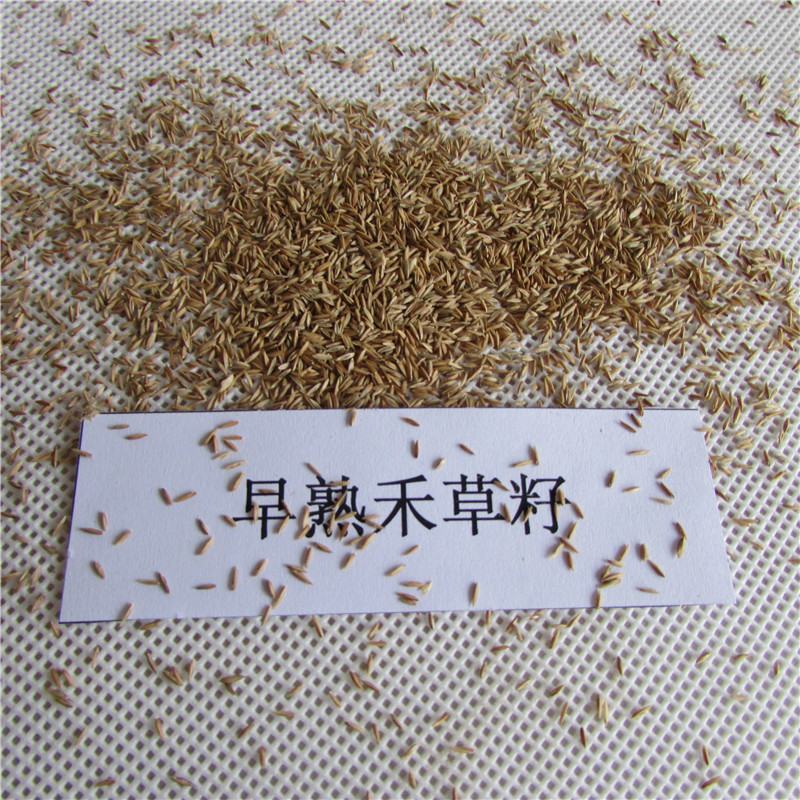 早熟禾种子草坪种子四季青草种庭院绿化草皮草籽低矮耐踏型