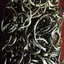 化石草