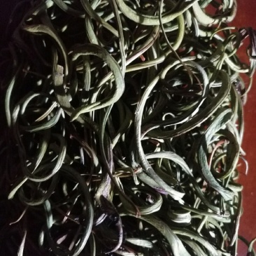 化石草
