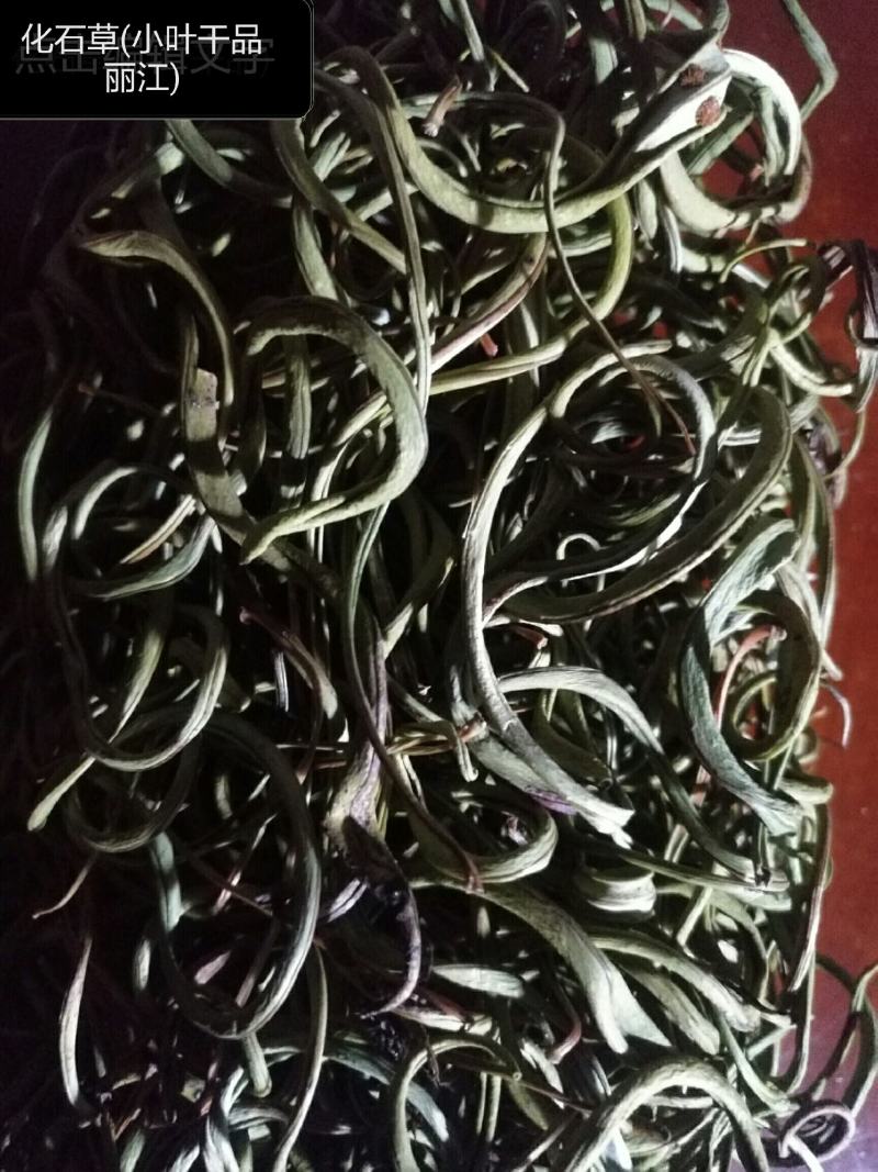 化石草