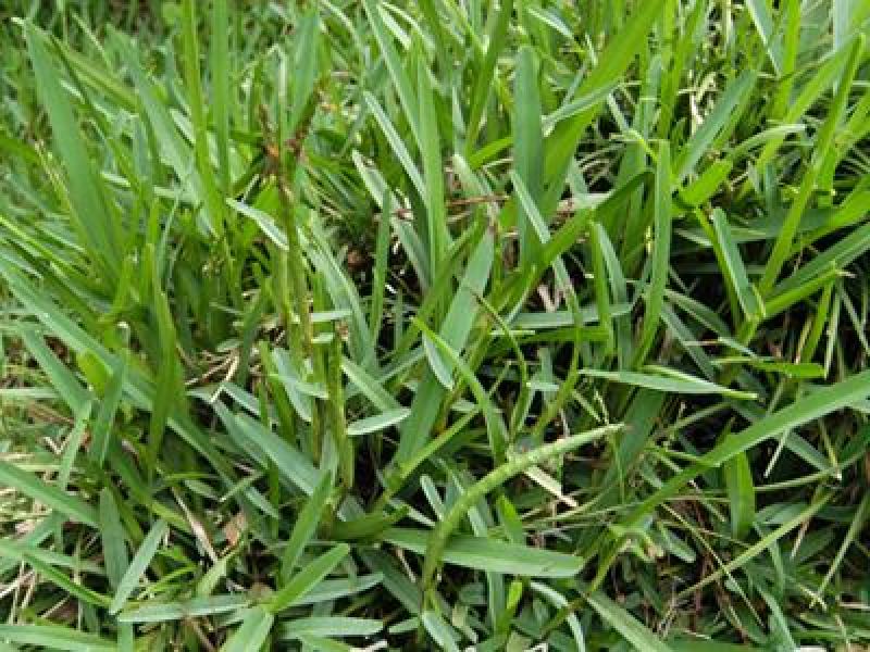 草坪种子假俭草种子阔叶草、蜈蚣草耐践踏绿化护坡根系