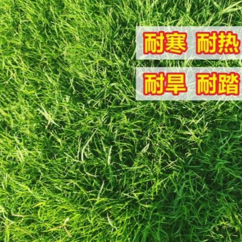 地毯草种子高尔夫球场庭院草坪草籽不修剪四季常青