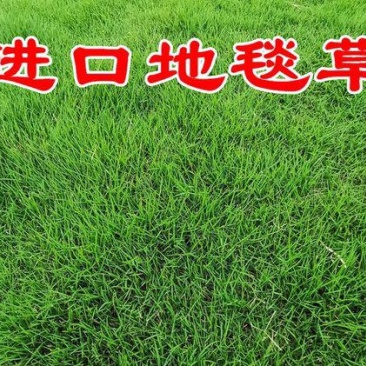 地毯草种子高尔夫球场庭院草坪草籽不修剪四季常青