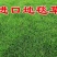 地毯草种子高尔夫球场庭院草坪草籽不修剪四季常青