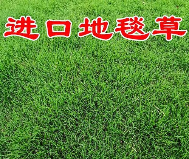 地毯草种子高尔夫球场庭院草坪草籽不修剪四季常青