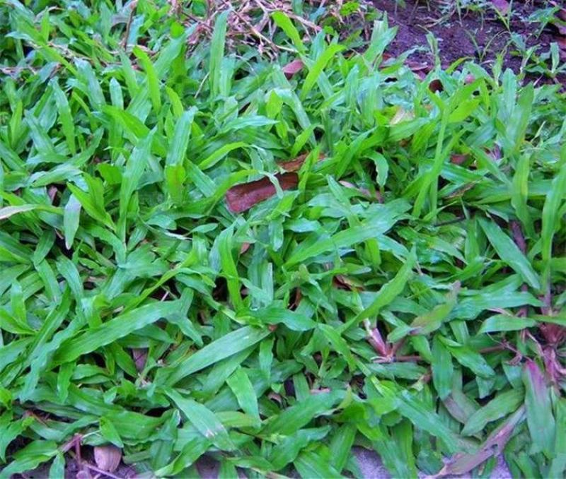 地毯草种子高尔夫球场庭院草坪草籽不修剪四季常青