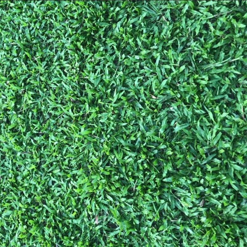 地毯草种子高尔夫球场庭院草坪草籽不修剪四季常青