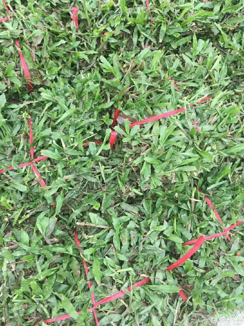 地毯草种子高尔夫球场庭院草坪草籽不修剪四季常青