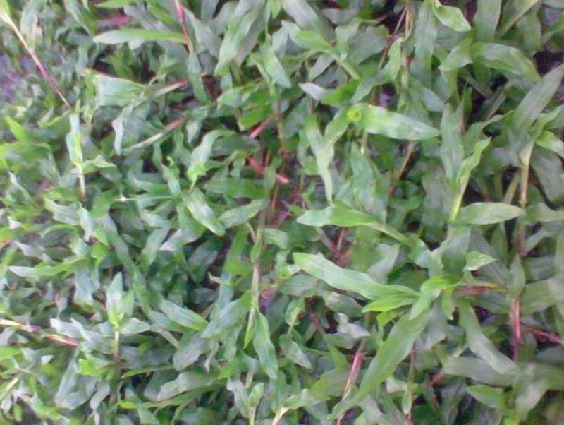 大叶油草种子大叶油草草籽护坡大叶油草四季青草籽