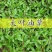 大叶油草种子大叶油草草籽护坡大叶油草四季青草籽